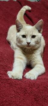 Rescue Domestic Short Hair Cats for Adoption in Arlington, Washington - Skittles | PetCurious