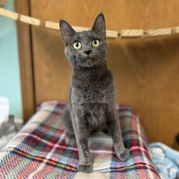 Domestic Short Hair Cats Available for Adoption in Fargo, North Dakota - Dust Bunny | PetCurious