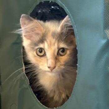 Amelia (C000-199) - City of Industry Location -  Domestic Short Hair Cat for Adoption in Chino Hills, California - Amelia (C000-199) - City Of Industry Location | PetCurious