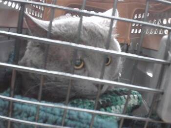 MARLIN -  Domestic Short Hair Cat for Adoption in Omaha, Nebraska - MARLIN | PetCurious