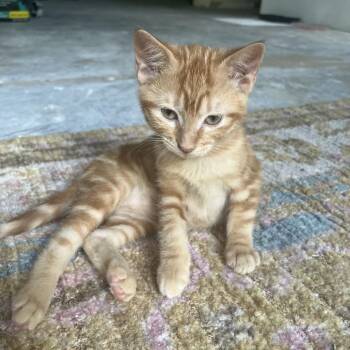 Valencia -  Domestic Short Hair Cat for Adoption in Chattanooga, Tennessee - Valencia | PetCurious