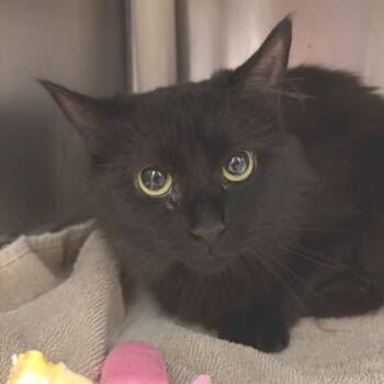 Binx -  Domestic Medium Hair Cat for Adoption in Marshall, Virginia - Binx | PetCurious