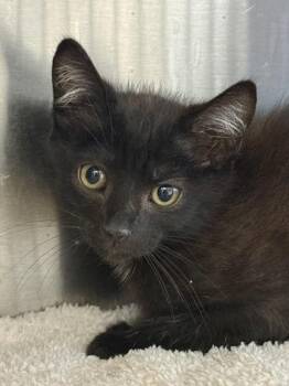 Burt Macklin -  Domestic Short Hair Cat for Adoption in West Chester, Pennsylvania - Burt Macklin | PetCurious