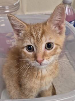 Copter -  Domestic Short Hair Cat for Adoption in Christiansburg, Virginia - Copter | PetCurious
