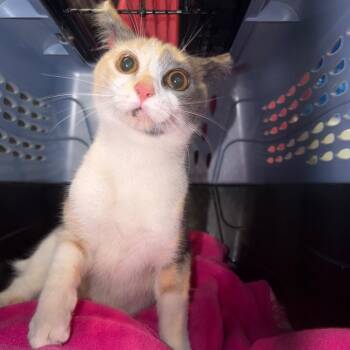 0952-C26 -  Domestic Short Hair Cat for Adoption in Port Charlotte, Florida - 0952-C26 | PetCurious