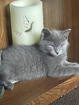 DUSTY -  Domestic Short Hair Cat for Adoption in Colorado Springs, Colorado - DUSTY | PetCurious