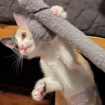 Domestic Short Hair Cats Available for Adoption in Los Angeles, California - Grace Chow | PetCurious
