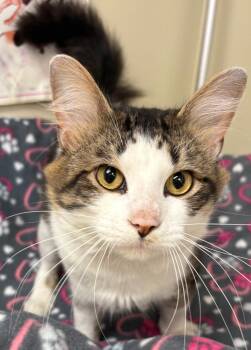 Rescue Domestic Medium Hair Cats for Adoption in New Castle, Indiana - Frito | PetCurious