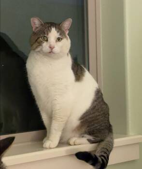 Go-Gurt -  Domestic Short Hair Cat for Adoption in Eugene, Oregon - Go-Gurt | PetCurious