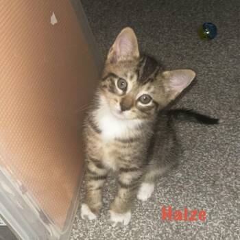 Haize -  Domestic Short Hair Cat for Adoption in Fort Lauderdale, Florida - Haize | PetCurious