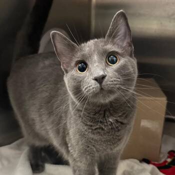 Dandelion -  Domestic Short Hair Cat for Adoption in West Olive, Michigan - Dandelion | PetCurious