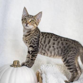 Pesto -  Domestic Short Hair Cat for Adoption in Pompano Beach, Florida - Pesto | PetCurious