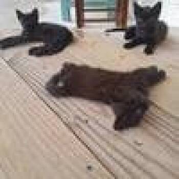 Domestic Short Hair Cats Available for Adoption in West Palm Beach, Florida - JigglePuff | PetCurious