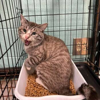 Rescue Domestic Short Hair Cats for Adoption in Gadsden, Alabama - Ans | PetCurious