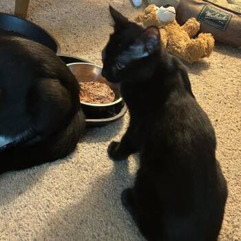 Gemma -  Domestic Short Hair Cat for Adoption in Cumming, Georgia - Gemma | PetCurious