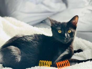Domestic Short Hair Cats Available for Adoption - Jag | PetCurious