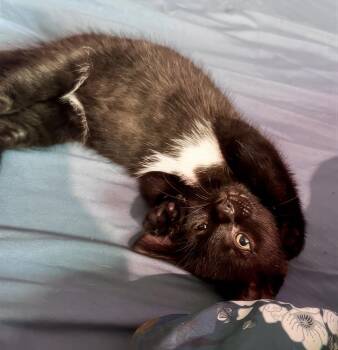 Panda -  Domestic Short Hair Cat for Adoption in Nashville, Tennessee - Panda | PetCurious