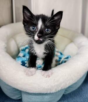 PRINGLE -  Domestic Short Hair Cat for Adoption in Derwood, Maryland - PRINGLE | PetCurious