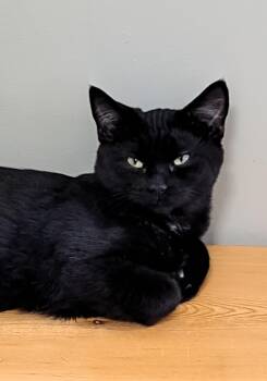 Rescue Domestic Short Hair Cats for Adoption in Riverbank, New Brunswick - Catan | PetCurious