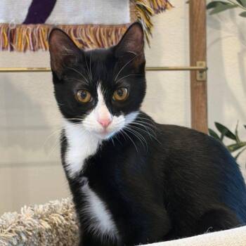 Taki -  Domestic Short Hair Cat for Adoption in Concord, New Hampshire - Taki | PetCurious