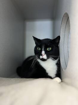 Rescue Domestic Short Hair Cats for Adoption in Bear, Delaware - Claus | PetCurious