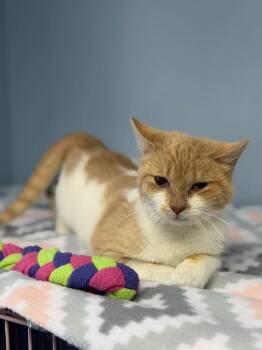 Domestic Short Hair Cats Available for Adoption in Lovingston, Virginia - Daphne | PetCurious