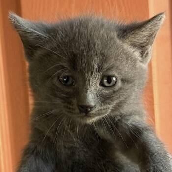 Domestic Short Hair Cats Available for Adoption in Huntington Beach, California - Nina | PetCurious