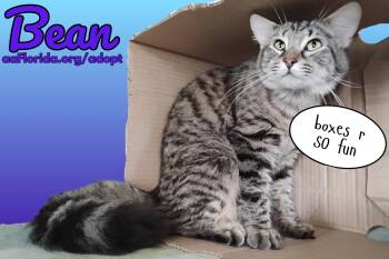 Domestic Medium Hair and Tabby Cats Available for Adoption in Pensacola, Florida - Bean | PetCurious