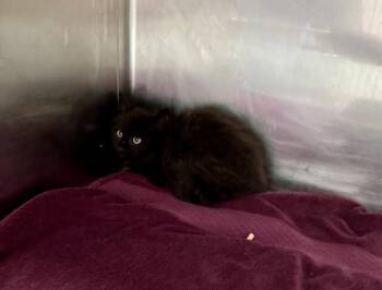 Domestic Medium Hair Cats Available for Adoption in Providence Forge, Virginia - Jasper | PetCurious