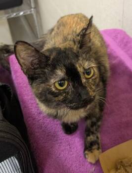 Domestic Medium Hair and Domestic Short Hair Cats Available for Adoption - Nami | PetCurious