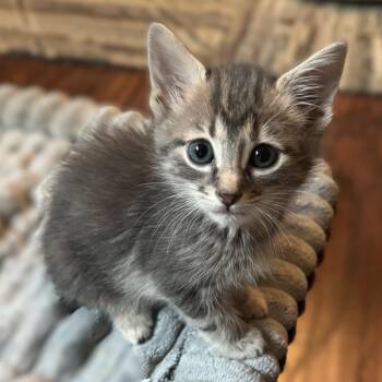 Domestic Short Hair Cats Available for Adoption in Allen, Texas - Krone (Pre Adoption ONLY) | PetCurious