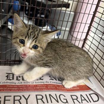 Domestic Short Hair Cats Available for Adoption in San Antonio, Texas - Vacci | PetCurious