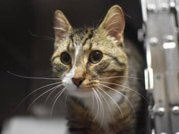 Tangen -  Domestic Short Hair Cat for Adoption in Portland, Oregon - Tangen | PetCurious