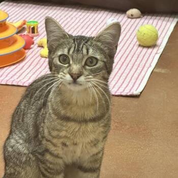 Domestic Short Hair Cats Available for Adoption in Goleta, California - Ice | PetCurious