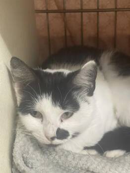 BELLATRIX -  Domestic Short Hair Cat for Adoption in Easton, Maryland - BELLATRIX | PetCurious