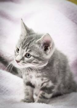Vincenzo -  American Shorthair Cat for Adoption in Port Washington, Wisconsin - Vincenzo | PetCurious