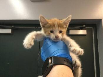CLEM -  Domestic Short Hair Cat for Adoption in Thousand Palms, California - CLEM | PetCurious