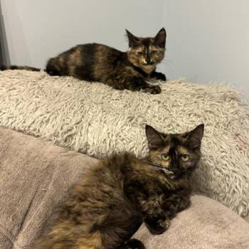 Bean -  Domestic Short Hair Cat for Adoption in Hopkinton, Massachusetts - Bean | PetCurious