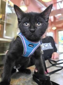 BLACKBERRY -  Domestic Short Hair Cat for Adoption in Fernandina Beach, Florida - BLACKBERRY | PetCurious