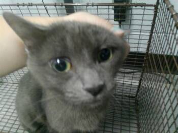 Rescue Domestic Short Hair Cats for Adoption in Kalamazoo, Michigan - EMBER | PetCurious