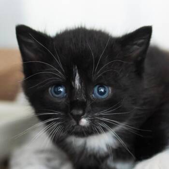 Tater -  Domestic Short Hair Cat for Adoption in Middletown, Rhode Island - Tater | PetCurious