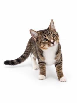 Jeff -  Bengal and Domestic Short Hair Cat for Adoption in Bowling Green, Kentucky - Jeff | PetCurious