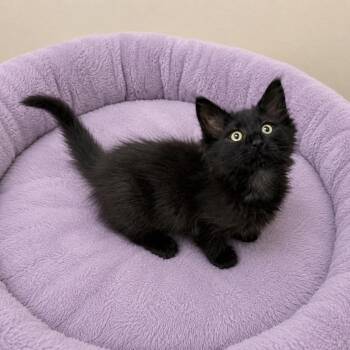 Carina -  Domestic Medium Hair Cat for Adoption in Long Beach, Washington - Carina | PetCurious