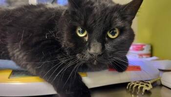 OLIVIA -  Domestic Short Hair Cat for Adoption in Pueblo, Colorado - OLIVIA | PetCurious