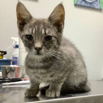 Domestic Short Hair Cats Available for Adoption in Jacksonville, Oregon - Gretchen | PetCurious