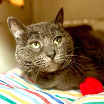 Tink -  Domestic Short Hair Cat for Adoption in Fairport, New York - Tink | PetCurious