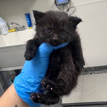 Wet Floor Sign -  Domestic Short Hair Cat for Adoption in Columbiana, Alabama - Wet Floor Sign | PetCurious