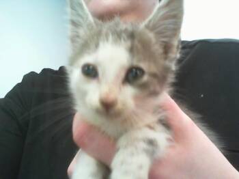 A1265780 -  Domestic Short Hair Cat for Adoption in Charlotte, North Carolina - A1265780 | PetCurious