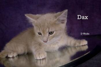 Dax -  Domestic Short Hair Cat for Adoption in York, Nebraska - Dax | PetCurious