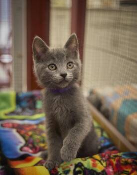 Rain -  Russian Blue Cat for Adoption in Santa Barbara, California - Rain | PetCurious